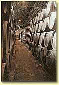 Bodega lucentina